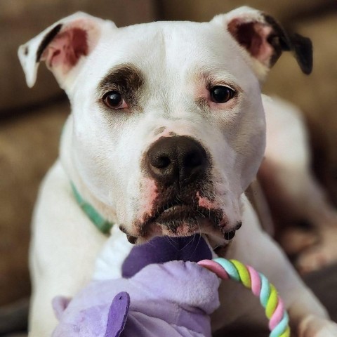 Penny Jo, an adoptable American Staffordshire Terrier in Zimmerman, MN, 55398 | Photo Image 6