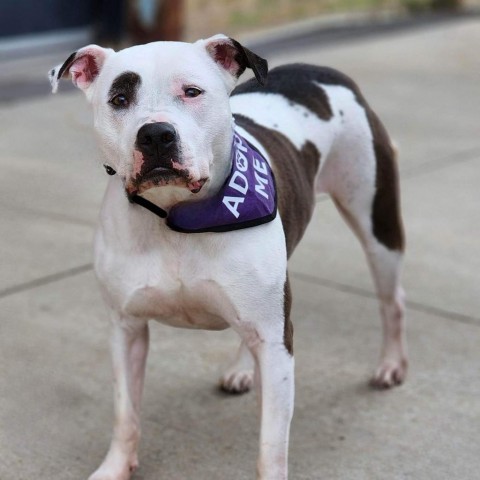 Penny Jo, an adoptable American Staffordshire Terrier in Zimmerman, MN, 55398 | Photo Image 6