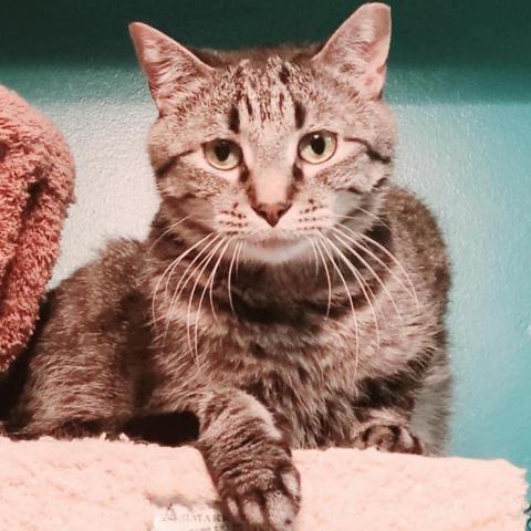 Tigger, an adoptable Domestic Short Hair in Zimmerman, MN, 55398 | Photo Image 3