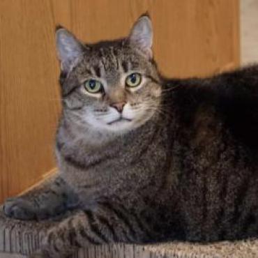 Mrs. Tabitha, an adoptable Domestic Short Hair in Zimmerman, MN, 55398 | Photo Image 1