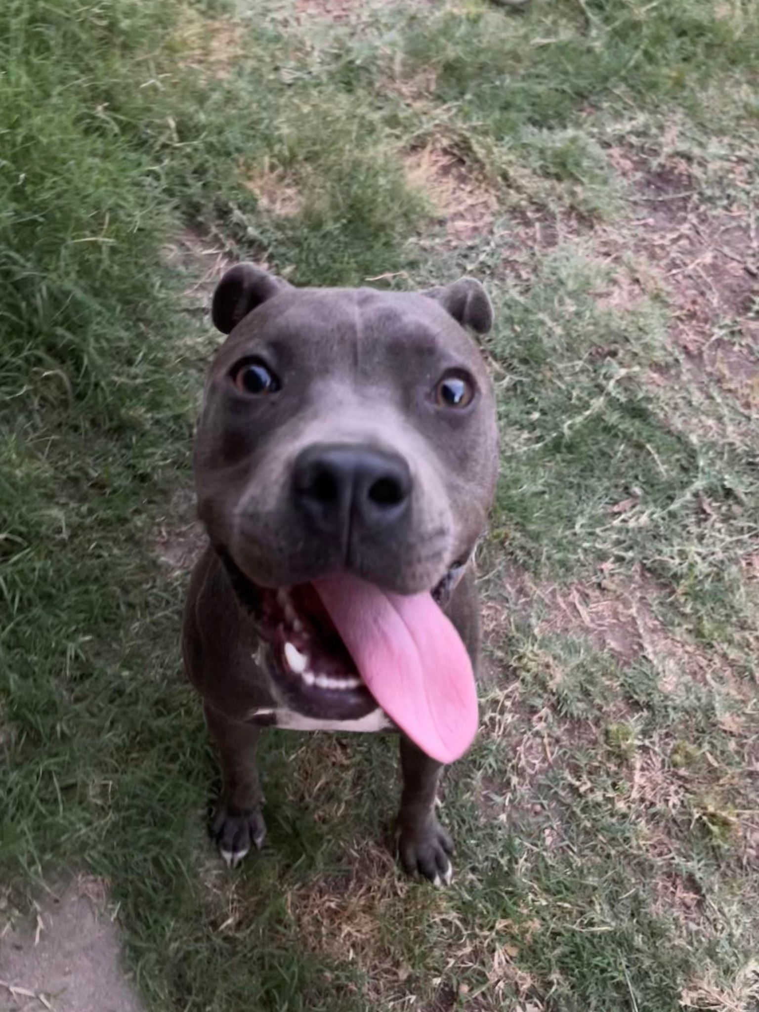 Lola, an adoptable Pit Bull Terrier in Shillington, PA, 19607 | Photo Image 3