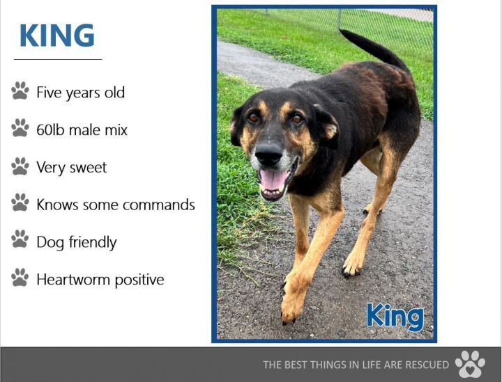 Foster Me! King!, an adoptable Shepherd & Hound Mix in Oswego, IL_image-4