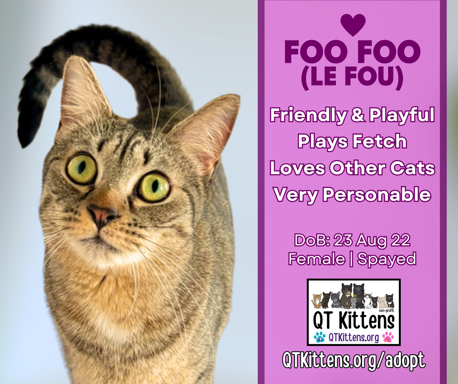 Foo Foo (Le Fou), an adoptable Domestic Short Hair, Tabby in Naples, FL, 34114 | Photo Image 1