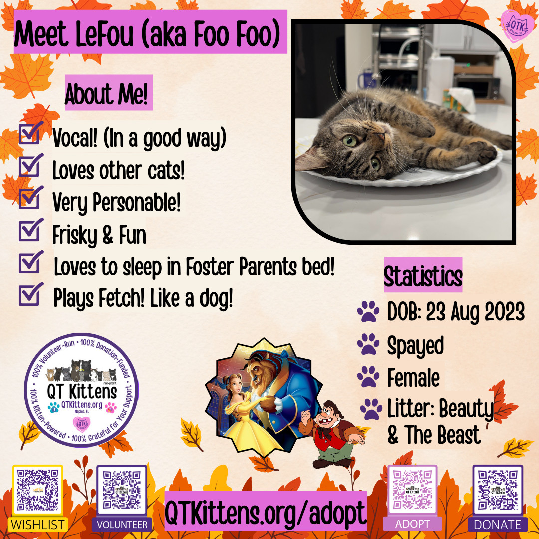 Foo Foo (Le Fou), an adoptable Domestic Short Hair, Tabby in Naples, FL, 34114 | Photo Image 1