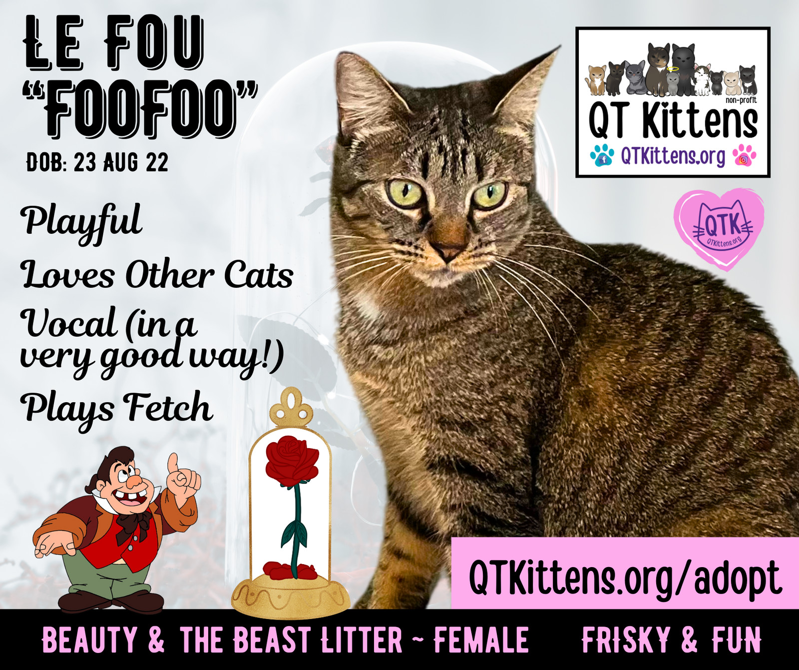 Foo Foo (Le Fou), an adoptable Domestic Short Hair, Tabby in Naples, FL, 34114 | Photo Image 2