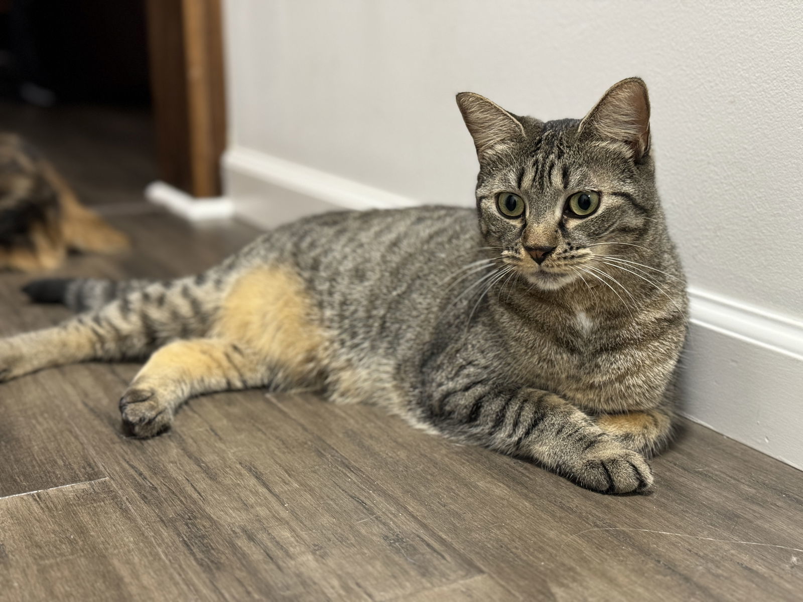 Foo Foo (Le Fou), an adoptable Domestic Short Hair, Tabby in Naples, FL, 34114 | Photo Image 2