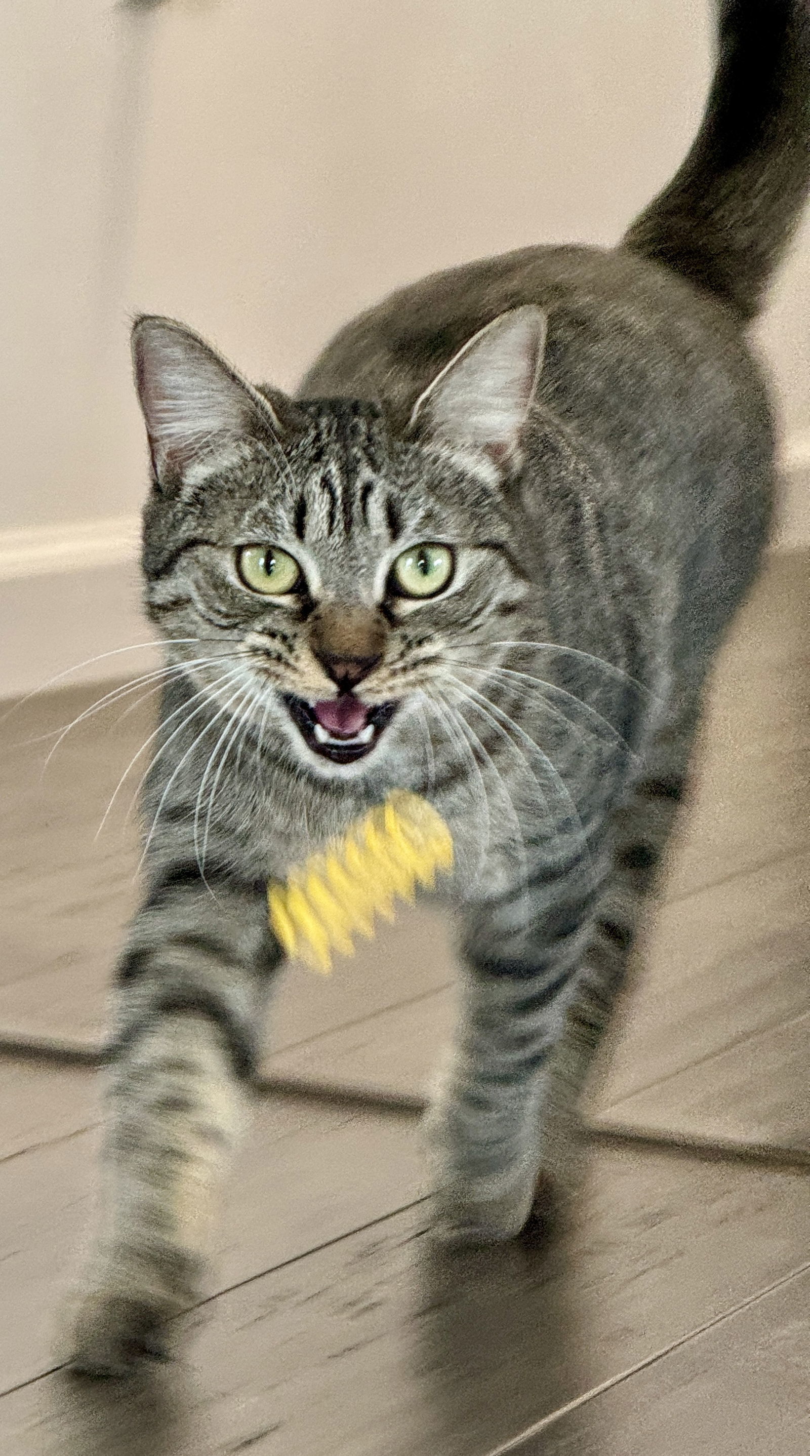 Foo Foo (Le Fou), an adoptable Domestic Short Hair, Tabby in Naples, FL, 34114 | Photo Image 3
