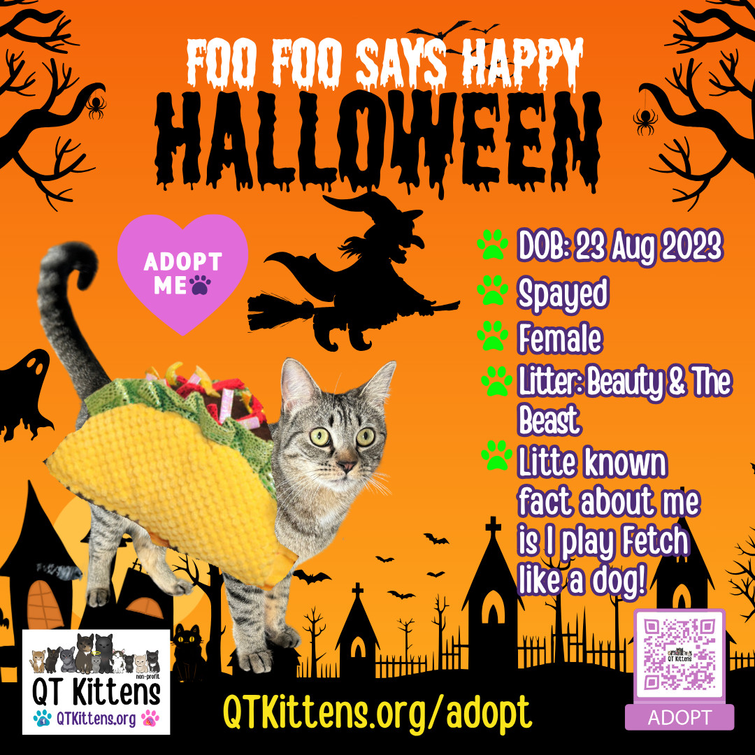 Foo Foo (Le Fou), an adoptable Domestic Short Hair, Tabby in Naples, FL, 34114 | Photo Image 3