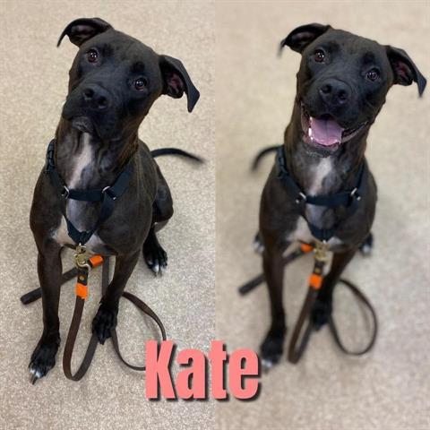 KATE, an adoptable Labrador Retriever in Saginaw, MI_image-1