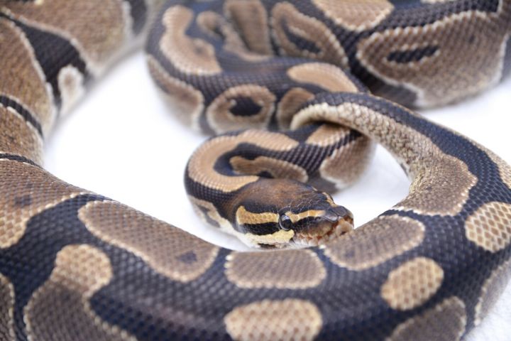 Acquiesce Krigsfanger Usikker Snake for adoption - Soba, a Ball Python Mix in Durham, NC | Petfinder