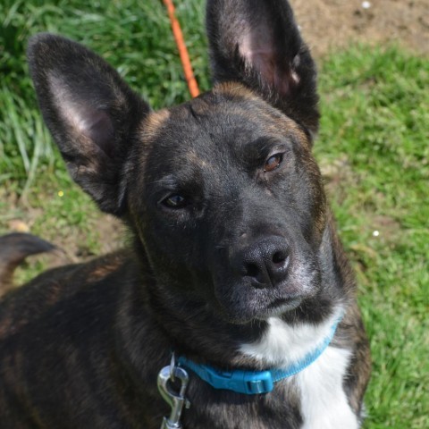 Heidi, an adoptable Dutch Shepherd, Mixed Breed in Bailey, NC, 27807 | Photo Image 1