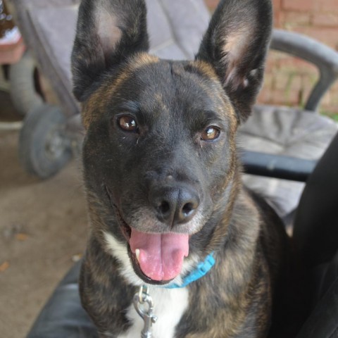 Heidi, an adoptable Dutch Shepherd, Mixed Breed in Bailey, NC, 27807 | Photo Image 2