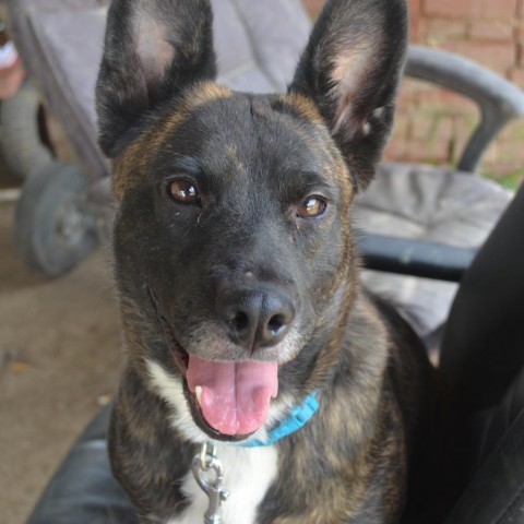 Heidi, an adoptable Dutch Shepherd, Mixed Breed in Bailey, NC, 27807 | Photo Image 3