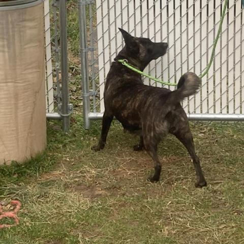 Heidi, an adoptable Dutch Shepherd, Mixed Breed in Bailey, NC, 27807 | Photo Image 3