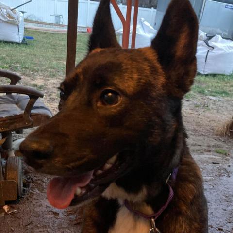 Heidi, an adoptable Dutch Shepherd, Mixed Breed in Bailey, NC, 27807 | Photo Image 4