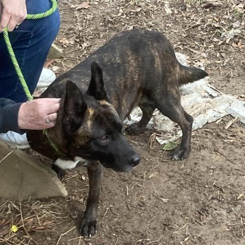 Heidi, an adoptable Dutch Shepherd, Mixed Breed in Bailey, NC, 27807 | Photo Image 4