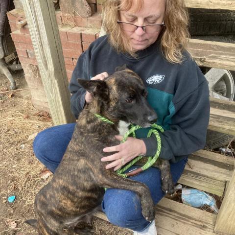 Heidi, an adoptable Dutch Shepherd, Mixed Breed in Bailey, NC, 27807 | Photo Image 5