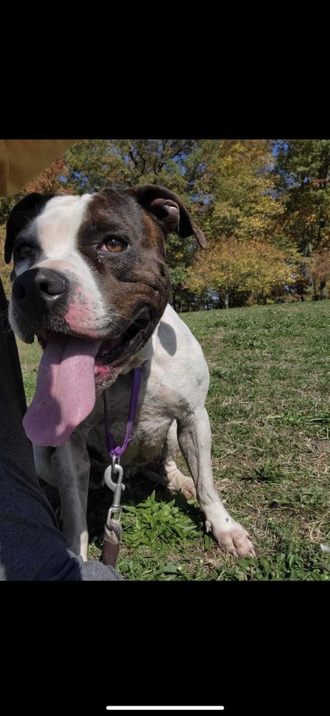 Squeaks, an adoptable Pit Bull Terrier in Waverly, NY, 14892 | Photo Image 1
