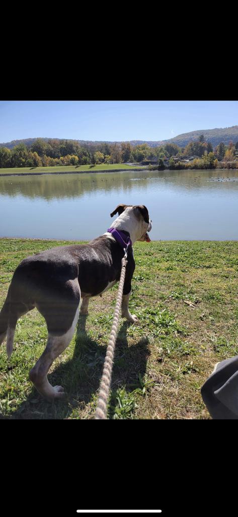 Squeaks, an adoptable Pit Bull Terrier in Waverly, NY, 14892 | Photo Image 2