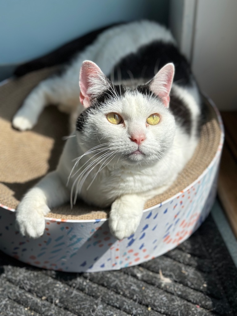 PK (aka Kitty), an adoptable Domestic Short Hair in Cumberland, ME, 04021 | Photo Image 1