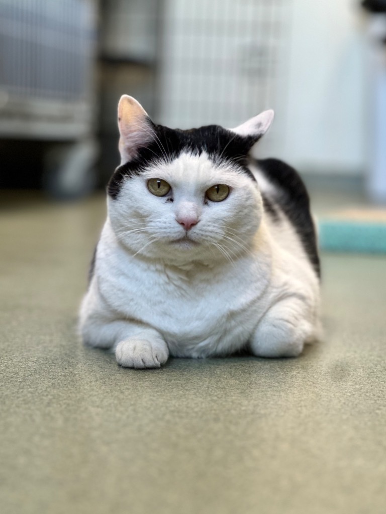 PK (aka Kitty), an adoptable Domestic Short Hair in Cumberland, ME, 04021 | Photo Image 3