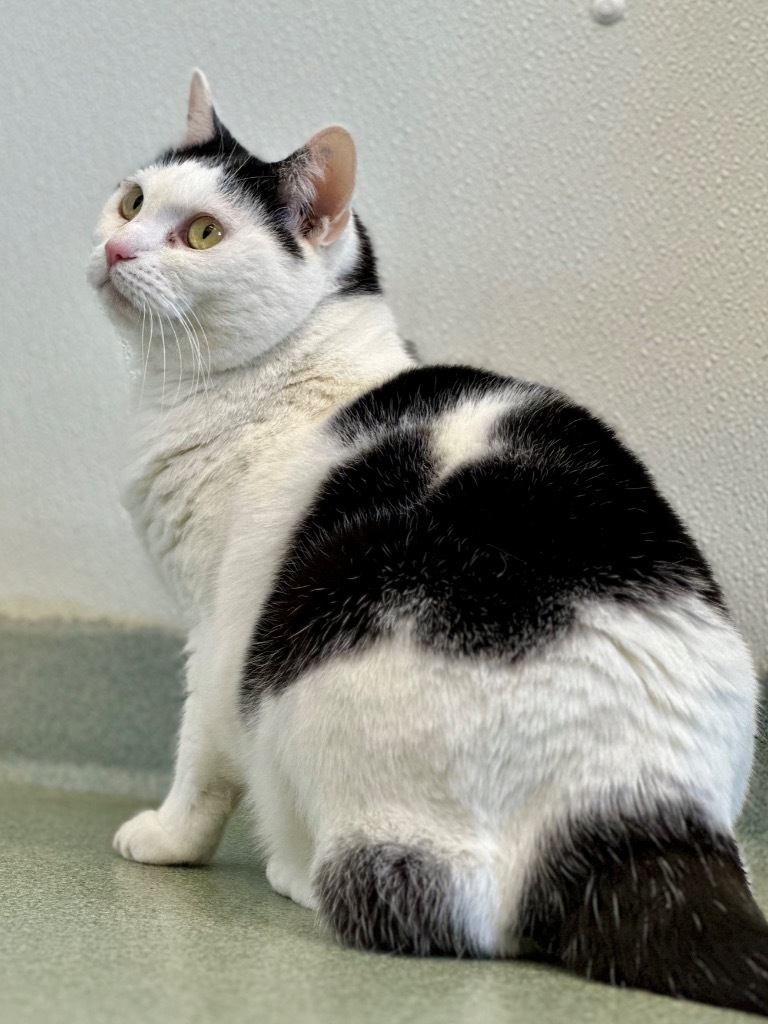 PK (aka Kitty), an adoptable Domestic Short Hair in Cumberland, ME, 04021 | Photo Image 4