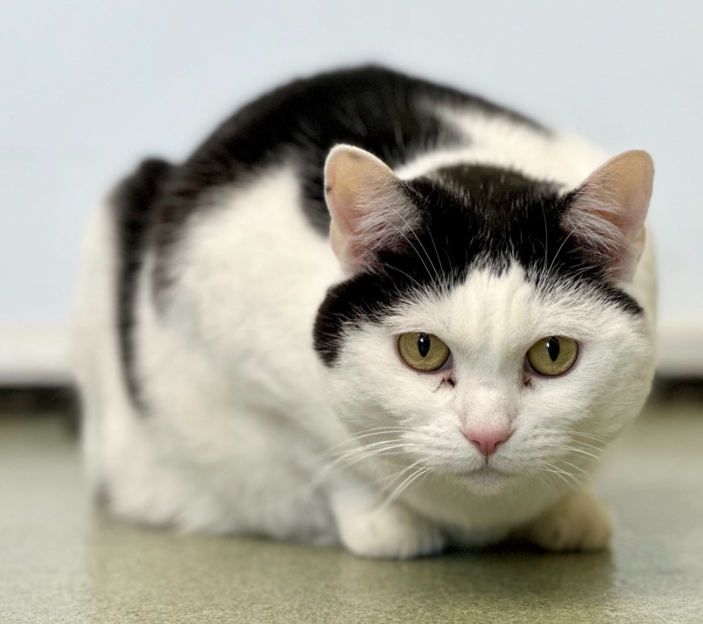 PK (aka Kitty), an adoptable Domestic Short Hair in Cumberland, ME, 04021 | Photo Image 5