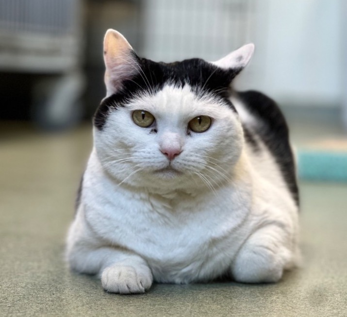 PK (aka Kitty), an adoptable Domestic Short Hair in Cumberland, ME, 04021 | Photo Image 6