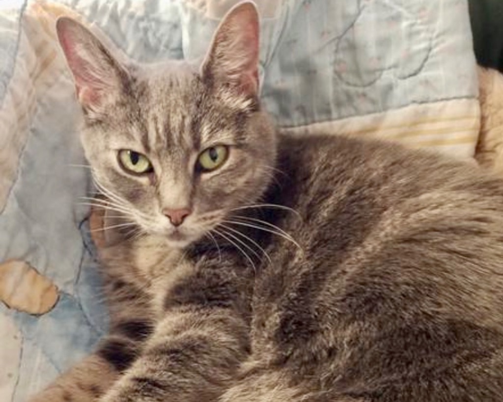 Spunky, an adoptable Domestic Short Hair in Cumberland, ME, 04021 | Photo Image 1