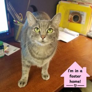 Spunky, Senior Female Domestic Short Hair