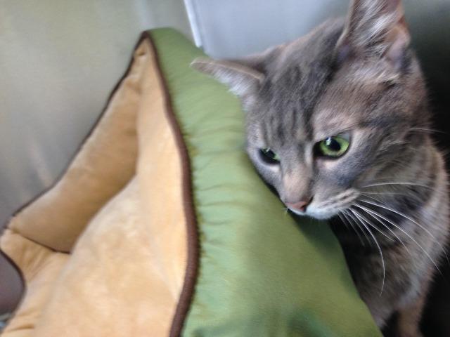 Spunky, an adoptable Domestic Short Hair in Cumberland, ME, 04021 | Photo Image 2