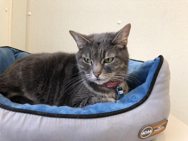 Spunky, an adoptable Domestic Short Hair in Cumberland, ME, 04021 | Photo Image 3