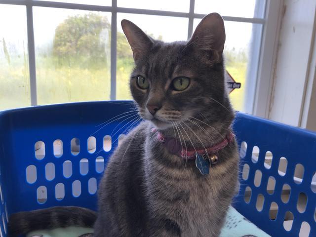 Spunky, an adoptable Domestic Short Hair in Cumberland, ME, 04021 | Photo Image 4