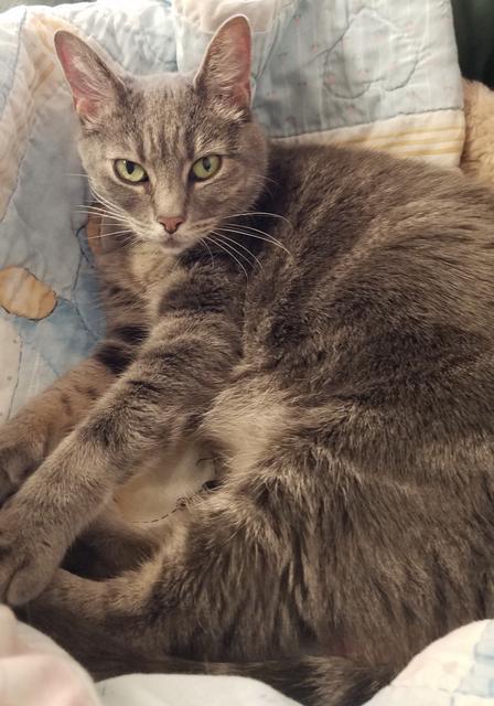 Spunky, an adoptable Domestic Short Hair in Cumberland, ME, 04021 | Photo Image 5