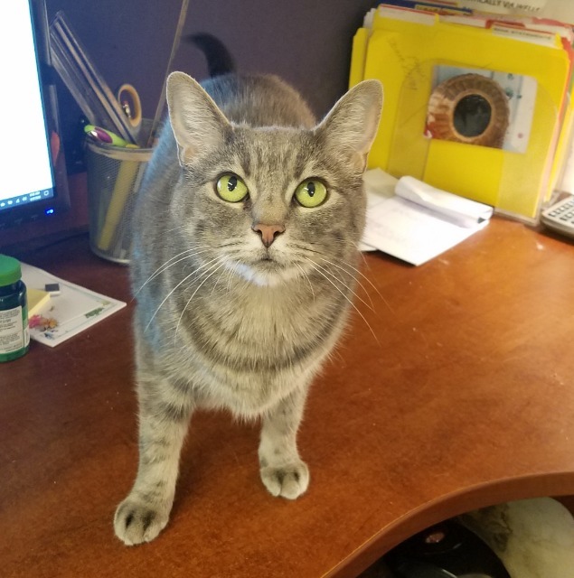 Spunky, an adoptable Domestic Short Hair in Cumberland, ME, 04021 | Photo Image 6