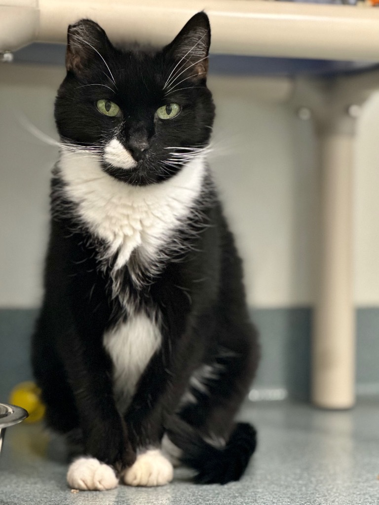 Snickers, an adoptable Domestic Short Hair in Cumberland, ME, 04021 | Photo Image 1