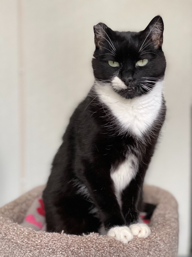 Snickers, an adoptable Domestic Short Hair in Cumberland, ME, 04021 | Photo Image 2