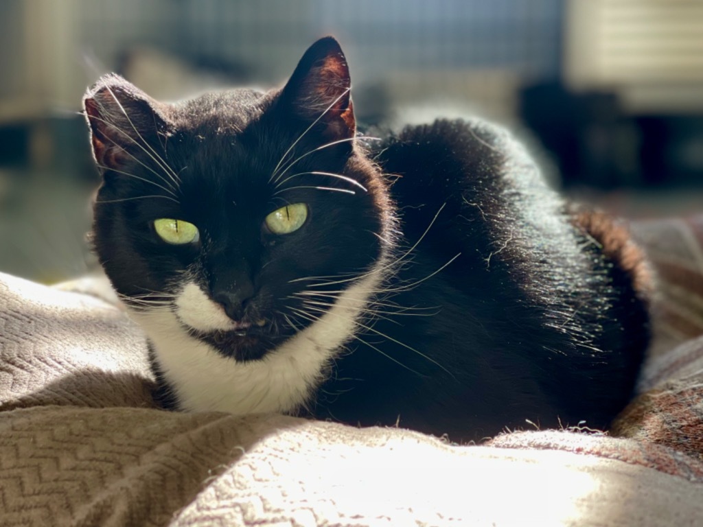 Snickers, an adoptable Domestic Short Hair in Cumberland, ME, 04021 | Photo Image 3