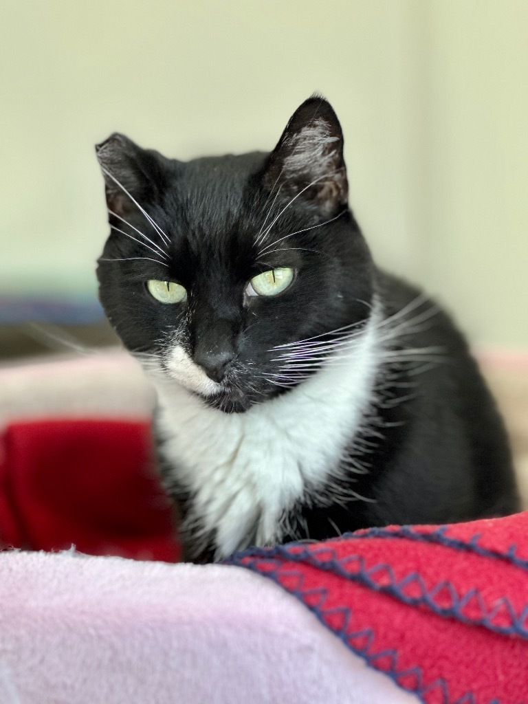 Snickers, an adoptable Domestic Short Hair in Cumberland, ME, 04021 | Photo Image 4