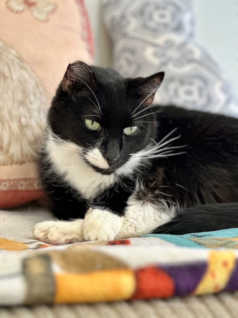 Snickers, an adoptable Domestic Short Hair in Cumberland, ME, 04021 | Photo Image 5