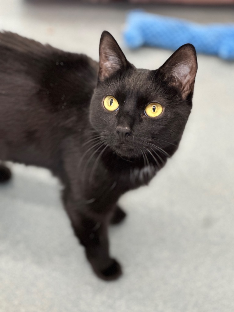 Lilo, an adoptable Domestic Short Hair in Cumberland, ME, 04021 | Photo Image 1