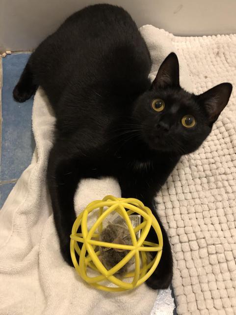 Lilo, an adoptable Domestic Short Hair in Cumberland, ME, 04021 | Photo Image 2