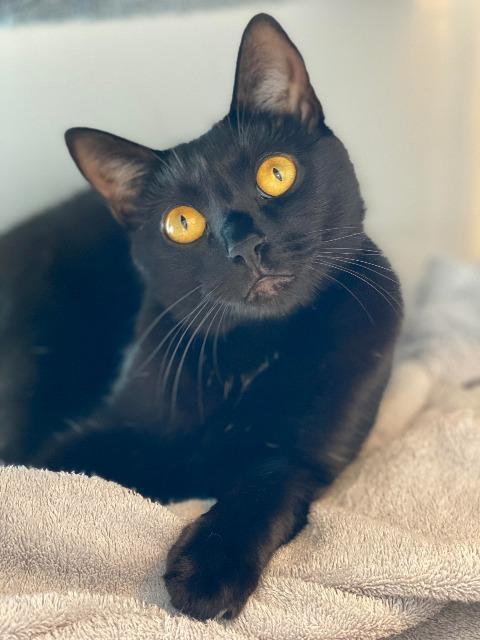 Lilo, an adoptable Domestic Short Hair in Cumberland, ME, 04021 | Photo Image 3