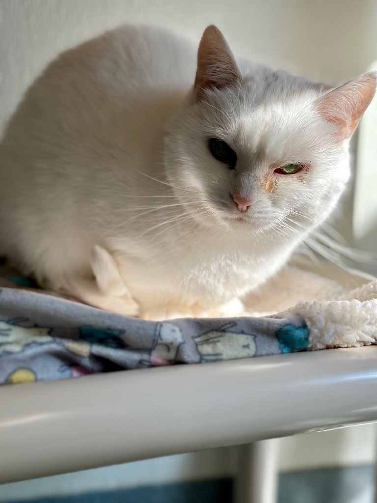 Oleander, an adoptable Domestic Short Hair in Cumberland, ME, 04021 | Photo Image 1