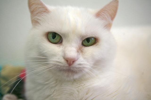Oleander, an adoptable Domestic Short Hair in Cumberland, ME, 04021 | Photo Image 2
