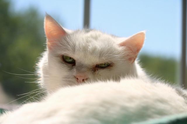 Oleander, an adoptable Domestic Short Hair in Cumberland, ME, 04021 | Photo Image 3