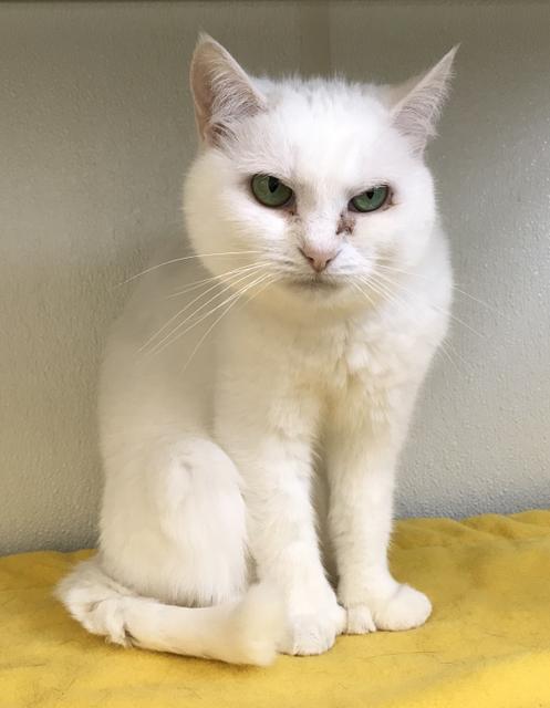 Oleander, an adoptable Domestic Short Hair in Cumberland, ME, 04021 | Photo Image 4