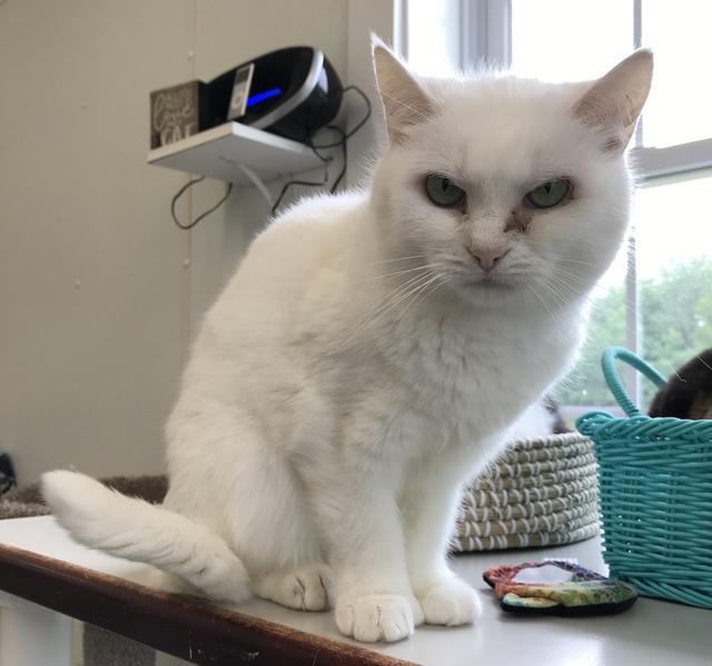 Oleander, an adoptable Domestic Short Hair in Cumberland, ME, 04021 | Photo Image 5