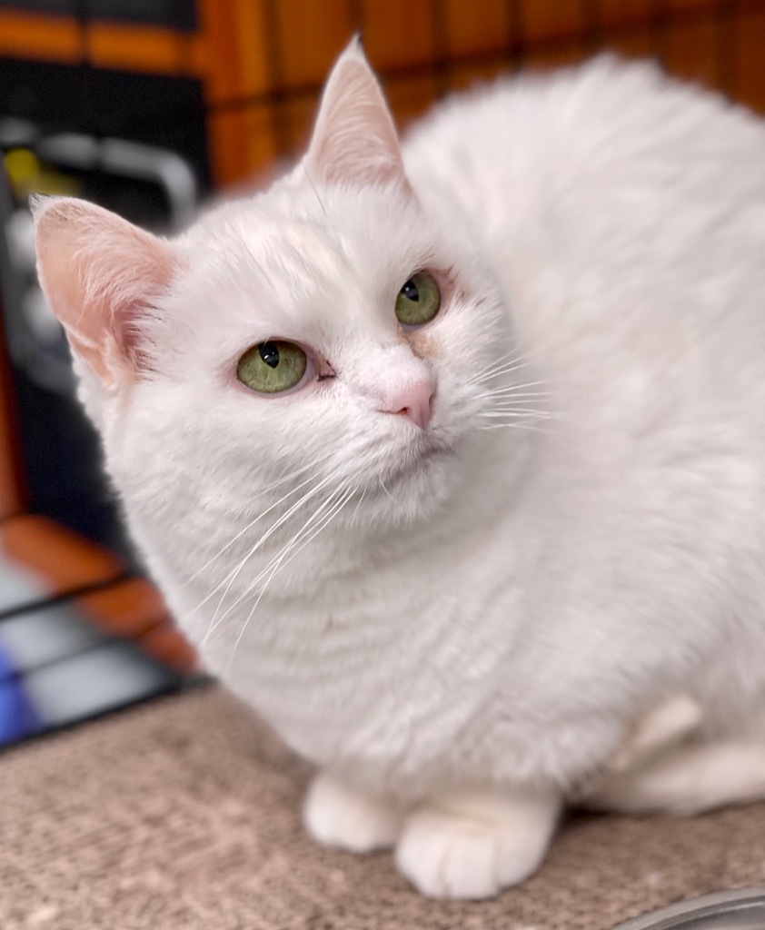 Oleander, an adoptable Domestic Short Hair in Cumberland, ME, 04021 | Photo Image 6