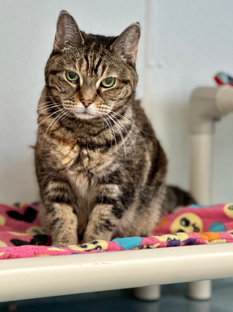 Maggie, an adoptable Domestic Short Hair in Cumberland, ME, 04021 | Photo Image 1